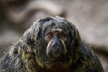 Female white faced saki in a tree