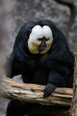 Male white faced saki sitting in a tree