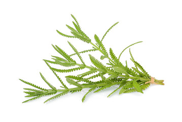 lavender leaf isolated on white background