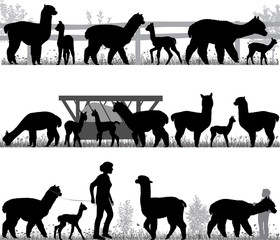 Silhouettes of alpacas and its cubs outdoors
