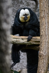 Male white faced saki sitting in a tree