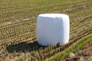 Bales of silage on a field.