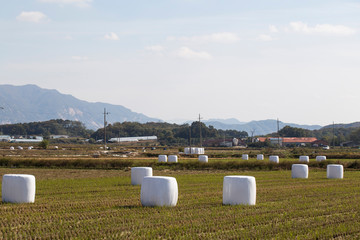 Bales of silage on a field.