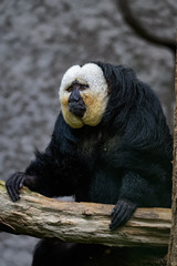 Male white faced saki sitting in a tree