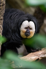 Male white faced saki sitting in a tree