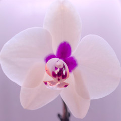 Orchid Flower On Blurred Background. Decoration, Love Concept.