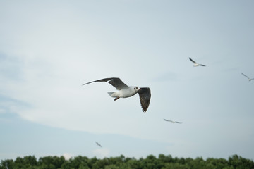 bird of bangpu, samutprakarn, thailand
