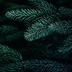 Naklejka na ściany i meble Christmas Background with beautiful green pine tree brunch close up. Copy space..