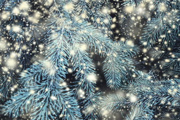 Christmas Background with  fir tree branches and falling white snow. Merry Christmas Festive Card. Copy-space..