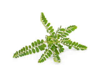 Phyllanthus niruri herb isolated on white background