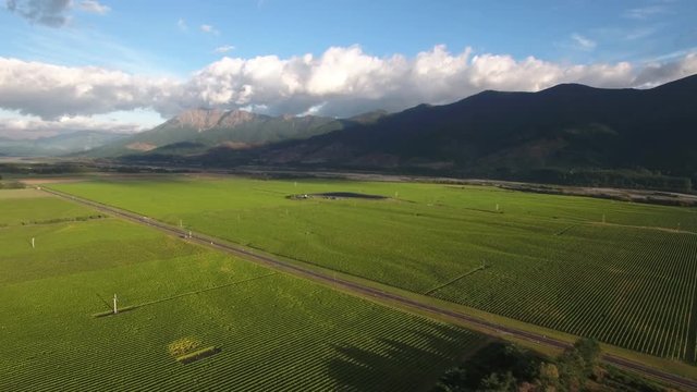 Aerial view of vineyards just after harvest in Marlborough, New Zealand