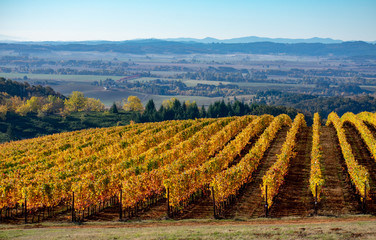 Vineyard rows turning gold rise over a hill in an Oregon vineyard, a view to the valley below and...