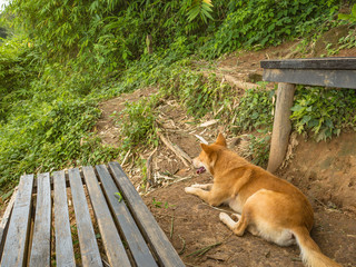 Cutie Dog guide Trekker to the top of Khao Luang mountain in Ramkhamhaeng National Park,Sukhothai...
