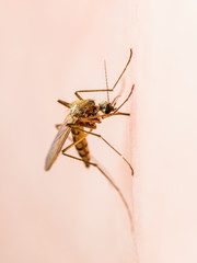 Yellow Fever, Malaria or Zika Virus Infected Mosquito Insect Macro