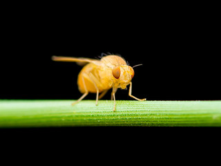 Exotic Drosophila Fruit Fly Diptera Insect on Plant Isolated on Black Background