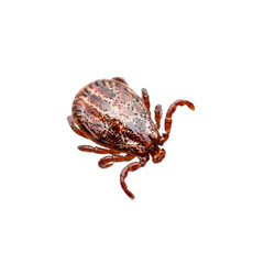 Encephalitis Virus or Lyme Disease Infected Dermacentor Tick Arachnid Insect Pest Isolated on White Background