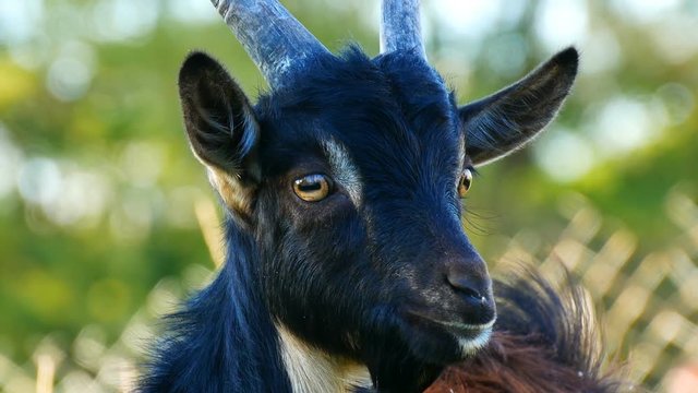 Funny black young goat grazes on the grass in a village