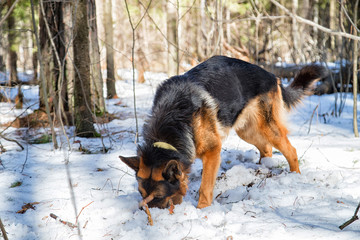 Dog German Shepherd in the forest in an early spring