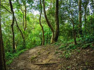Fototapeta premium Forest walkway to the top of the Khao Luang mountain in Ramkhamhaeng National Park,Sukhothai province Thailand