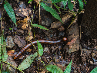 Millipedes on the floor in the forest