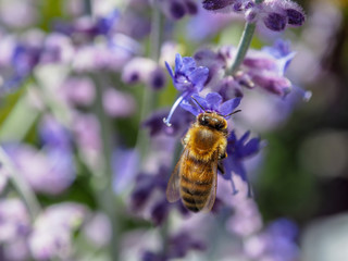 Honey Bee on Flower