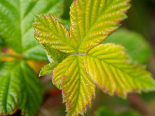 Berry leaf