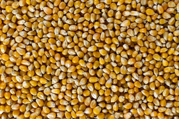 Closeup of colorful yellow popcorn kernels