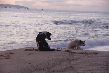 海辺で遊ぶ子犬