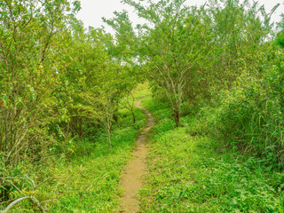 Fototapeta na wymiar Walkway on Khao Luang mountain in Ramkhamhaeng National Park,Sukhothai province Thailand