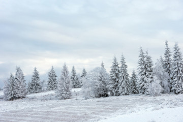 Fototapeta na wymiar Fairy snowy winter Christmas landscape