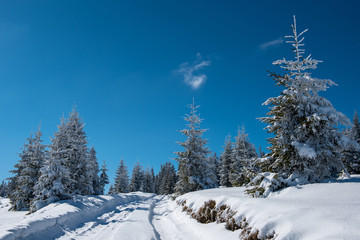 Snow covered frozen trees in the mountains
