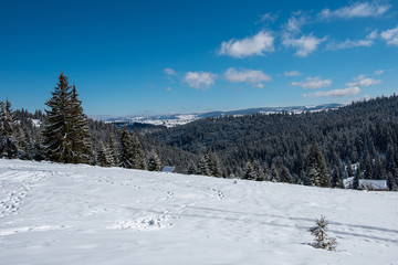 Christmas background with snowy fir trees