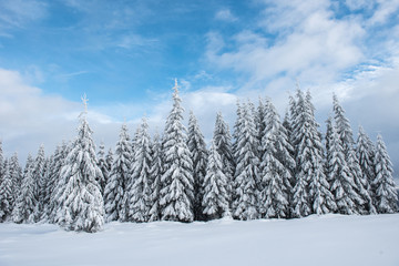 Obraz premium Christmas background, snow covered forest in winter