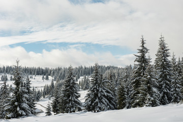 Snowy fir trees at winter