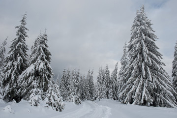 Winter landscape with snow on trees