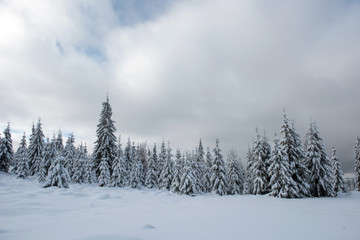 Winter forest covered with snow