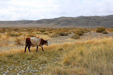 One cow walking in the desert steppe and plants of Western Mongolia