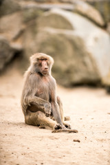 an Beautiful baboon