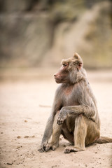 an Beautiful baboon