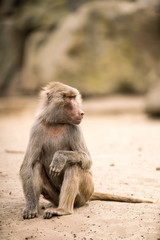 Naklejka premium an Beautiful baboon
