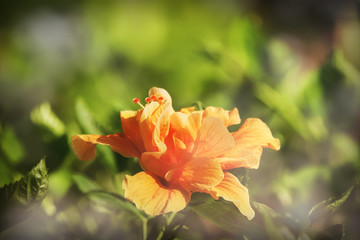 Fototapeta premium Vintage filter of Orange Hibiscus rosa-sinensis