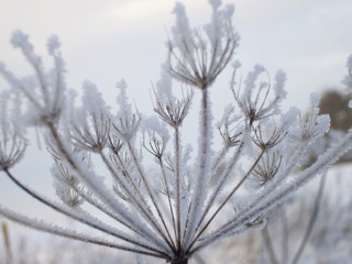 Winter flora
