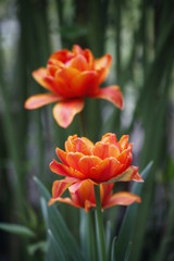 Tulpen