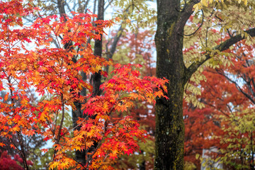 秋の北海道　ぬかびら源泉郷　(10月　紅葉)