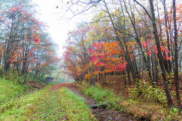 秋の北海道　ぬかびら源泉郷　(10月　紅葉)