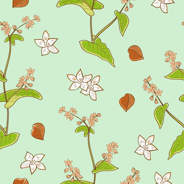 Buckwheat. Plant. Grains, flowers, leaves. Background, wallpaper, seamless. Sketch. Can be used for packaging, label, fabric.