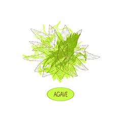 Agave, Aloe. Sketch. On a white background. Logo, emblem. Abstract.