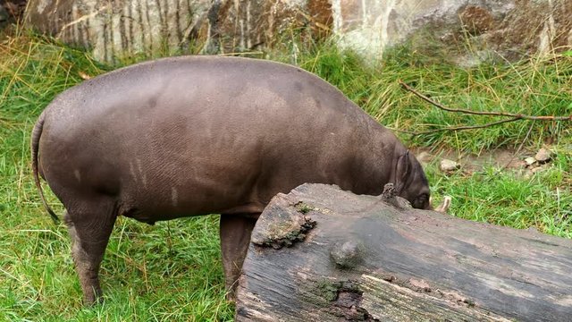 Boar of Babirusa Celebes eats grass endangered animal species. Babyrousa babyrussa