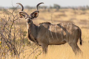 Méfiance du kourou face aux visiteurs