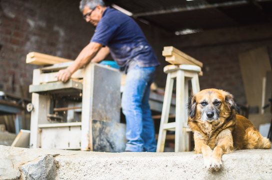 Professional carpenter making renovations in his workshop at home with his small candy-colored dog.
